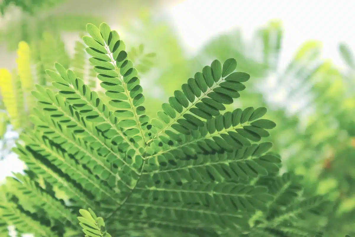 plantes beauté